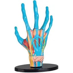 Набір для досліджень Edu-Toys Модель руки збірна 16.5 см (SK058)