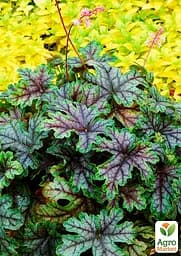 Гейхера (Heuchera) "Tapestry" (48572) 1 саженец - мініатюра 2