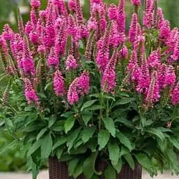 Вероніка колосиста "First Love" вазон С2 (188406) 1 саженец