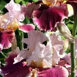 Ірис бородатий крупноквітковий "Cranberry Swirl" (61805) 1 шт