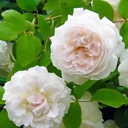 Роза английская Agro-Market белая с нюдовой серединой Ариана Ariana саженец класса АА+ премиальный махровый сорт 1 шт. в упаковке (48100)