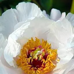 Саджанець Agro-Market Півонія деревовидна Feng dan bai 1 шт. в упаковці (23902)