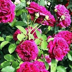 Троянда англійська Agro-Market Shakespeare саджанець класу АА+ вищий сорт 1 шт. в упаковці (17382)