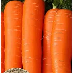 Насіння Весна на вагу Морква Лакомка ціна за 10 г (35716)