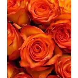 Саженец Agro-Market Роза чайно-гибридная High & Orange Magic (класс АА+) высший сорт (17443) 1 шт.