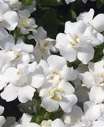 Бакопа Agro-Market Scopia Double White Махрова Ампельна 1 саджанець в упаковці - мініатюра 2