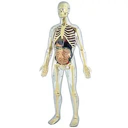 Конструктор анатомічний Miniland Анатомія людини (99060)
