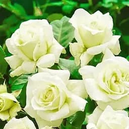 Троянда чайно-гібридна Agro-Market Жаде саджанець класу АА+ вищий сорт 1 шт. в упаковці (178179)