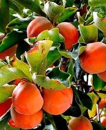Саджанець Agro-Market Хурма на віргінській морозостійкій підщепі Хеакума вищий сорт! (44808) 1 шт. в упаковці - мініатюра 5