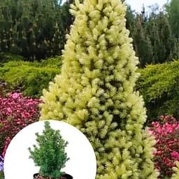 Ялина 2-х річна Agro-Market канадська сиза Daisy's White вазон С1.5 висота 12-25 см 102159 1 саджанець в упаковці