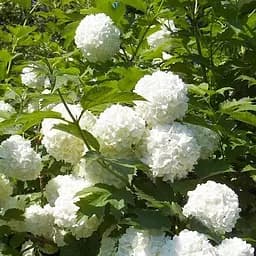 Саджанець Agro-Market Калина декоративна Pohjan Neito (Viburnum opulus Pohjan Neito) 1 шт. в пакуванні (61541)