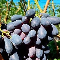 Саженец Agro-Market Виноград Комета (средний срок созревания, сладкий, сочный) 1 шт.