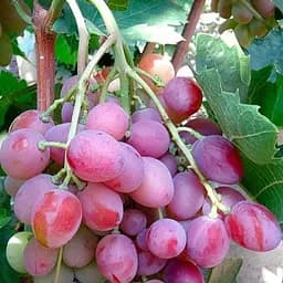 Саджанець Agro-Market Виноград Зоря Несветая (ранній термін дозрівання) 1 шт. в пакуванні (44456)