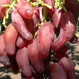 Саджанець Agro-Market Виноград Фламенко (м'ясиста, соковита ягода з тонкою шкіркою) 1 шт. в пакуванні (61667)