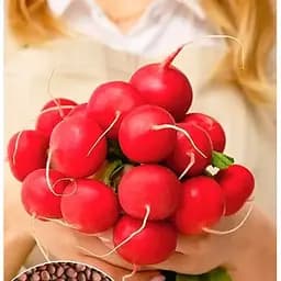 Насіння Весна на вагу Редис Адель ціна за 10 г (177702)