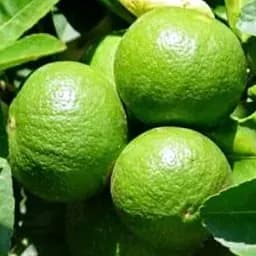 Саджанець Agro-Market Лайм Мексиканський (вкоріненого живця) (50164) 1 шт. в упаковці