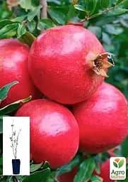 Саджанець Agro-Market Гранат Шаролі садовий 2-х річний 40-60 см 1 шт. в упаковці (102130) - мініатюра 2