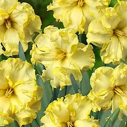 Саженец Agro-Market Нарцисс Sunny Side Up 2 шт.