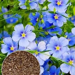 Лен Многолетний ТМ "Весна" 3г (51853)