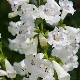 Пенстемон "Harlequin White" (186459) 1 саженец