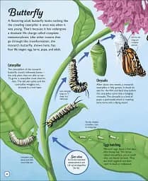 Life Cycles. Everything from Start to Finish - мініатюра 4