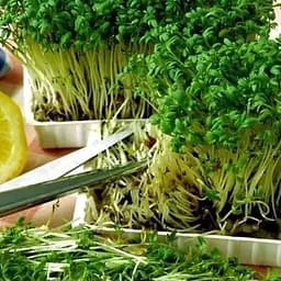 Насіння Agro-Market Мікрозелень Брокколі у банці 2.5 г (45205)