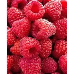 Саджанець Agro-Market Малина Зюгана укорінена в контейнері (ремонтантний сорт) 1 саджанець (152643)