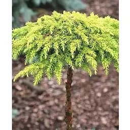 Ялівець горизонтальний на штамбі Golden Carpet S2 висота 60-80см (62714) 1 саджанець
