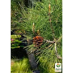 Саджанець Agro-Market Сосна Тунберга 3-річна Pinus Thunbergii С1,5, висота 40-50см (підходить для бонсай) (176349) - мініатюра 4
