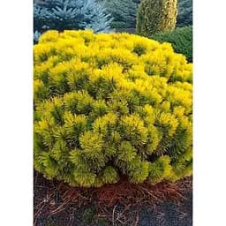 Саджанець Agro-Market Сосна гірська Carstens Wintergold (ком/сітка) висота 70-80 см 1 шт. в упаковці (184172)