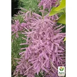 Саджанець Agro-Market Тамарикс гіллястий 2-х річний Pink Cascade С2 (182522) 1 шт. в упаковці - мініатюра 3