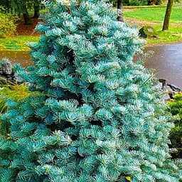 Ялиця одноколірна Agro-Market Violacea С7.5 висота 45-55 см 188151 1 саджанець в упаковці