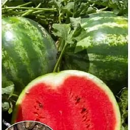 Насіння Весна на вагу Кавун Бочка меду ціна за 5 г (51866)