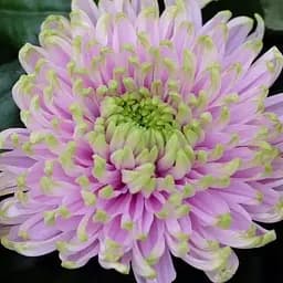 Хризантема "Woodstock Pink" (низькоросла великоквіткова) (189680) 1 саженец