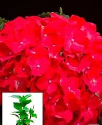 Гортензія Agro-Market Forever & Ever Red крупнолиста 2-х річна висота саджанця 25-45 см 1 саджанець в упаковці - мініатюра 3