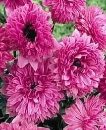 Саженец Agro-Market Анемона Махровая розовая The Admiral 978 размер 5/6 большой 5 шт. в упаковке (17292)