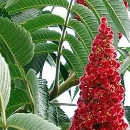 Саджанець Agro-Market Сумах Оленерогій (44202)