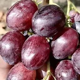 Саженец Agro-Market Виноград Великан (ранний крупный виноград с сочной мясистой хрустящей ягодой) 1 шт. в упаковке (155285)