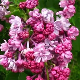 Саджанець Agro-Market Бузок махрова Поль Дешанель (61523)