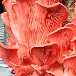 Міцелій на дубових брусочках "Глива рожева" 10шт (45248)