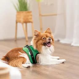 Шлея Ross ТМ Pet Fashion для собак XS зелена - мініатюра 4