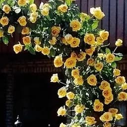 Троянда плетиста Agro-Market Голден Гейт саджанець класу АА+ вищий сорт 1 шт. в упаковці (21020)