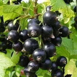 Саженец Agro-Market Смородина черная Аметист (средне-поздний срок созревания) 1 шт. в упаковке (17527)