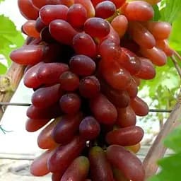 Виноград десертный Agro-Market Карнавал (укорененный саженец в контейнере) (187661) 1 саженец в упаковке