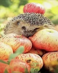 Набір для творчості алмазна картина Їжачок з яблуками Strateg HEG86024, 30x40 см