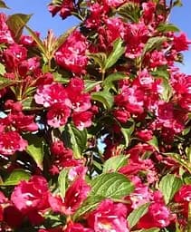 Саженец Agro-Market Вейгела 2х летняя Eva Rathke вазон С3 высота 40-50 см (181460) 1 шт. в упаковке