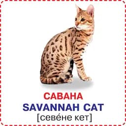 Розумні картки. Кішки. 12 карток - мініатюра 4