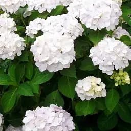 Гортензия Agro-Market Snow storm крупнолистная белая 1 саженец в упаковке (35829)
