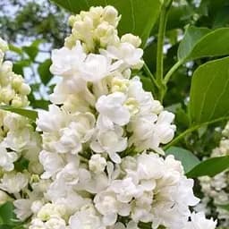 Саджанець Agro-Market Бузок інвітро Леся Українка вазон С1,5 (159181)