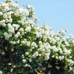 Троянда англійська Agro-Market плетиста Танцююча хмара Dancing cloud біла саджанець класу АА+ преміальний сорт підходить для живоплоту 1 шт. в упаковці (48113)